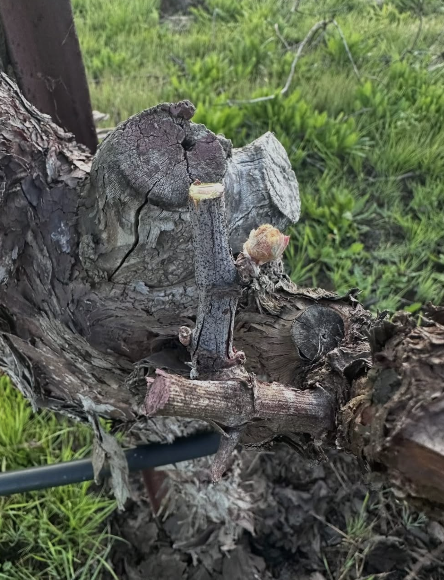 Budbreak in Napa Valley!